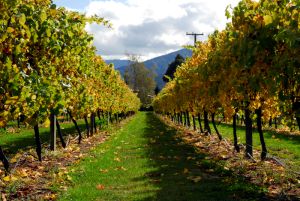 23Jul2016080716Marlborough Vines 2.jpg